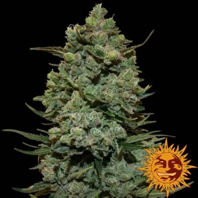 biscotti erba kush